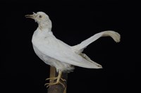 藏品(白鴿)的圖片